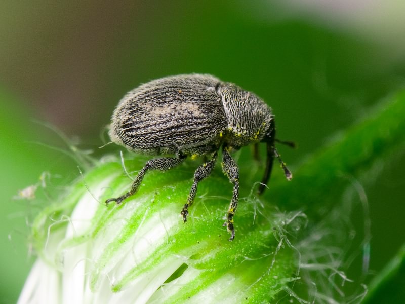 Cleopomiarus graminis (Gyllenhal, 1813)